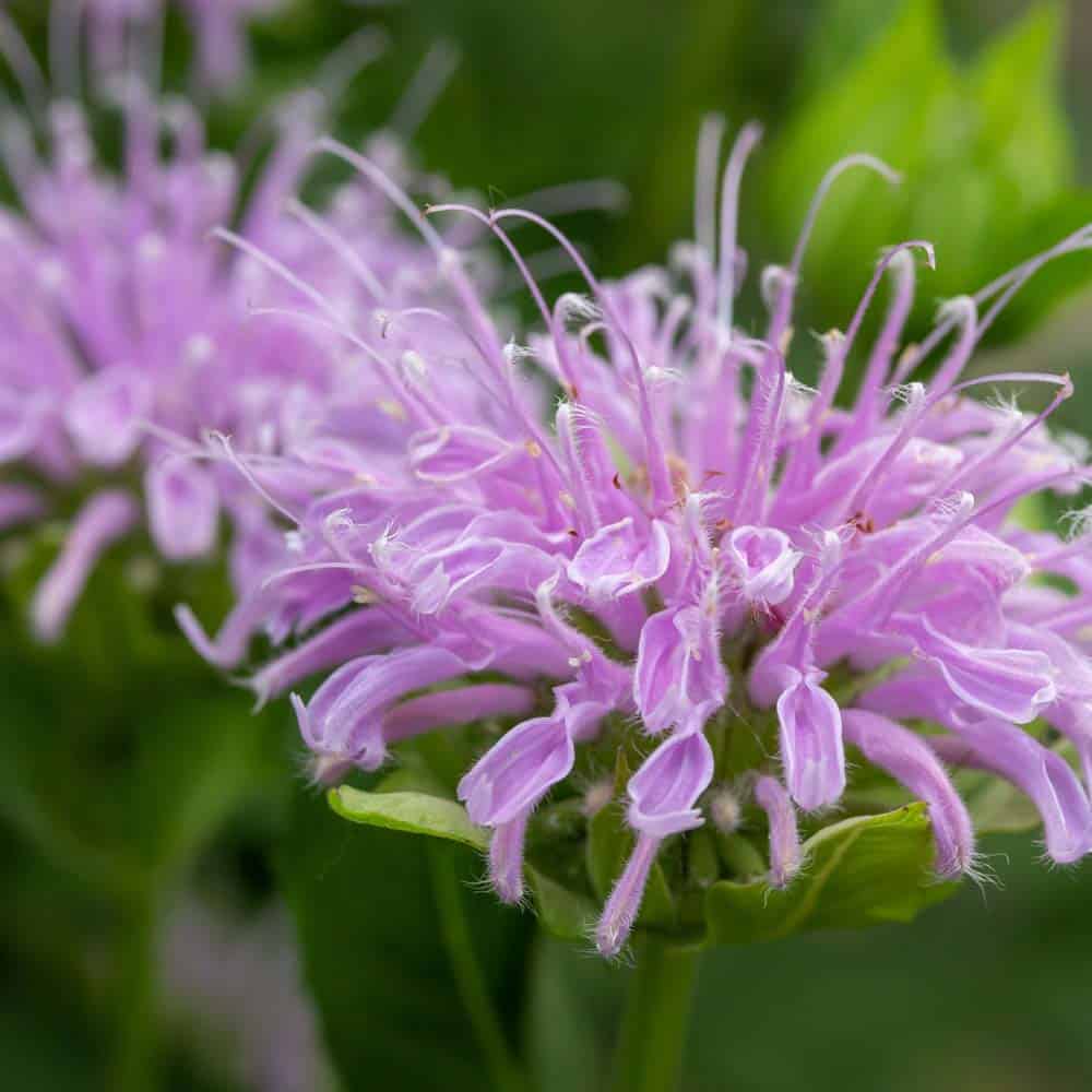 bee balm fArLX sjlkoQ