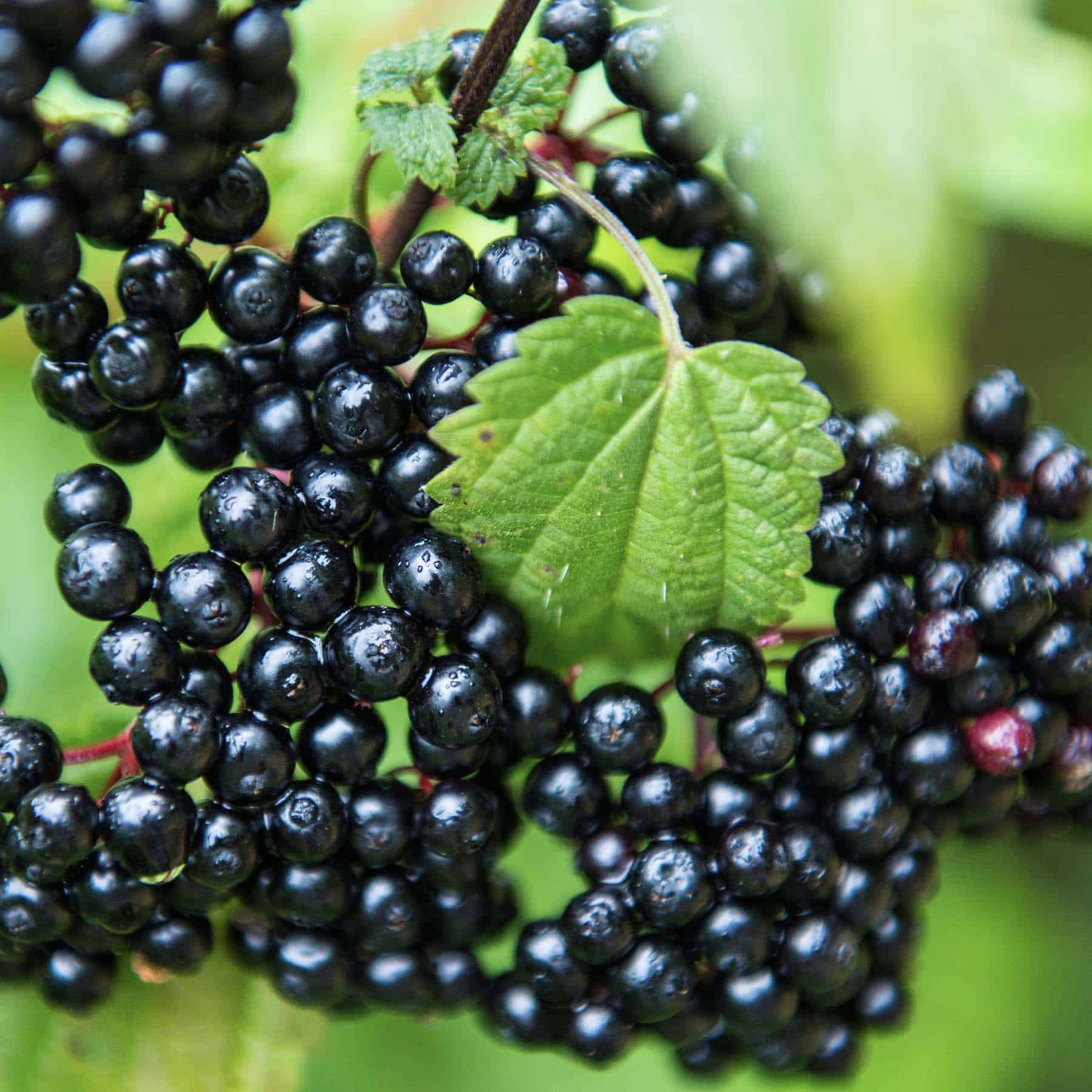 elderberry ogpBfl CZKlRT