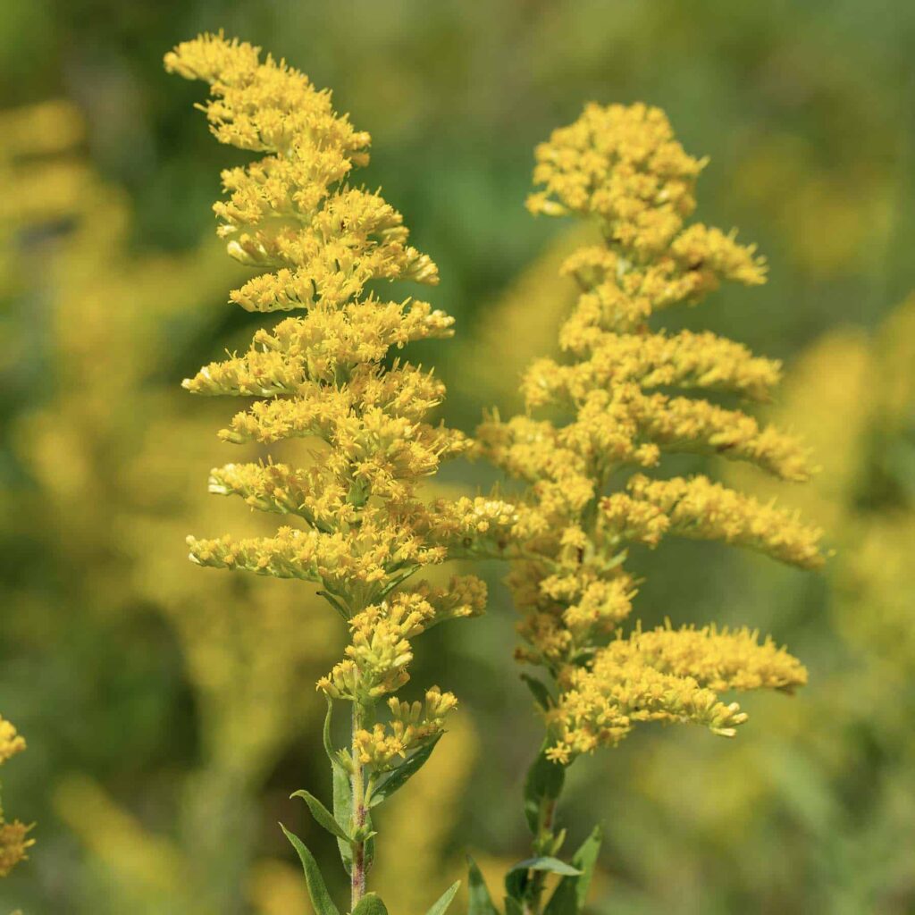 goldenrod soCxt Cit