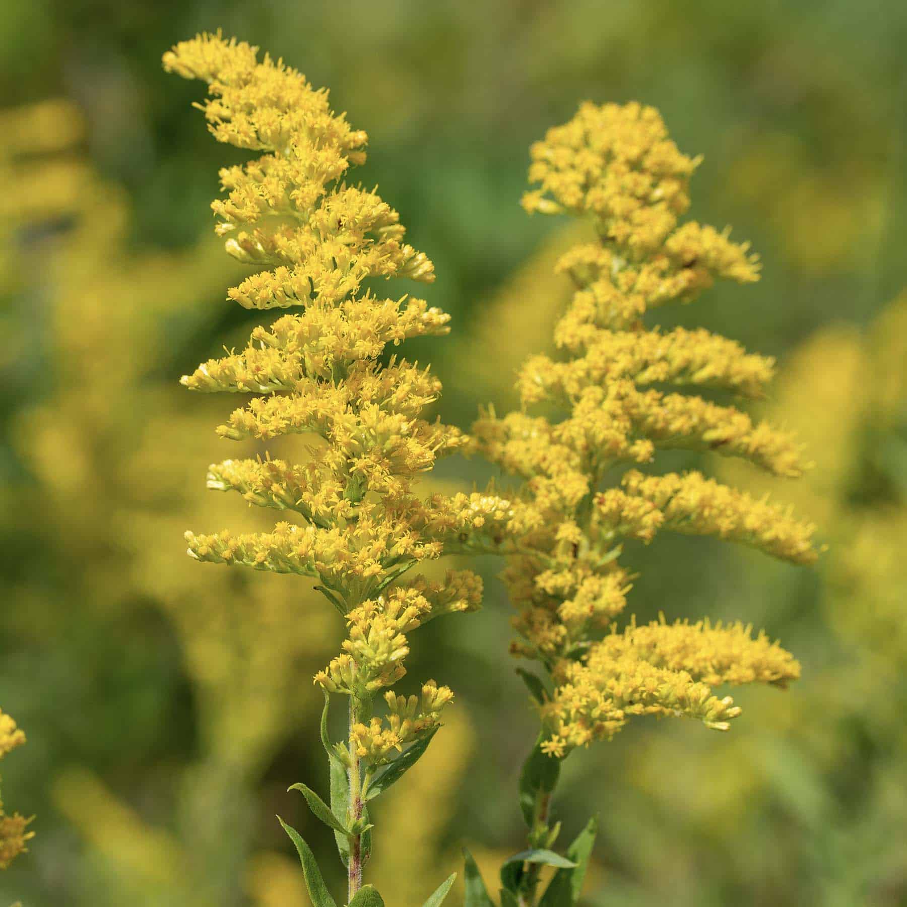 goldenrod soCxt Cit