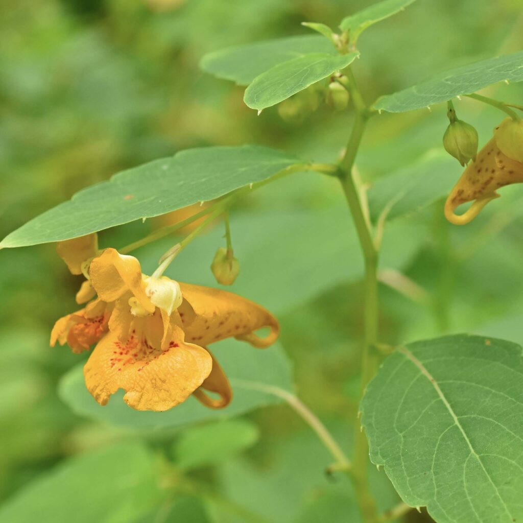 jewelweed V kWzHgH
