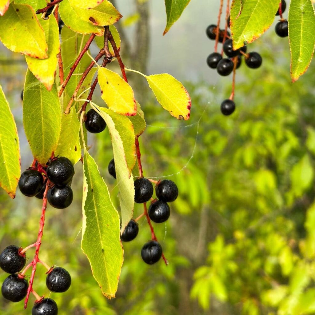 forage walk ogpZFf Mlhhk
