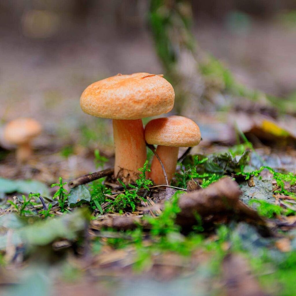mushroom walk UjwnDX rlqFJ